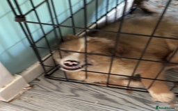 Mixed Breed dogs for sale: Lurcher pups  - Image 7