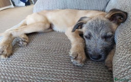 Mixed Breed dogs for sale: 6 month mixed male for urgent rehome - Image 5