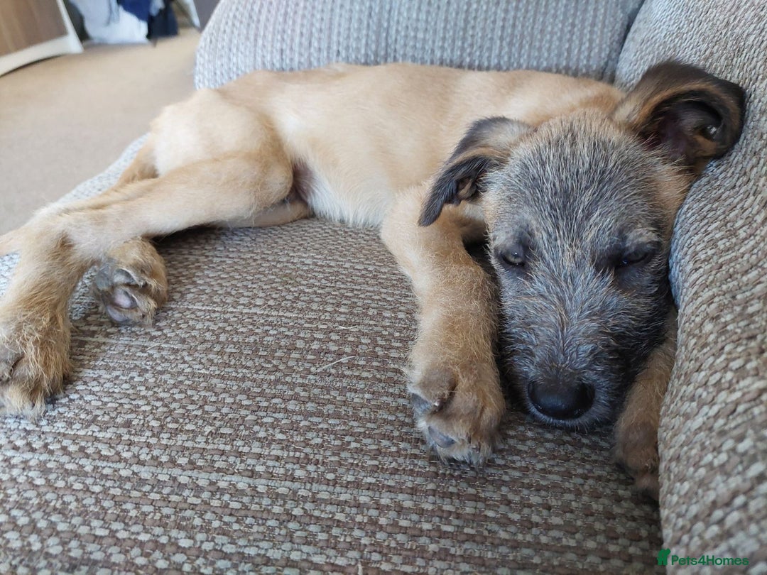 Mixed Breed dogs for sale: 6 month mixed male for urgent rehome - Image 5