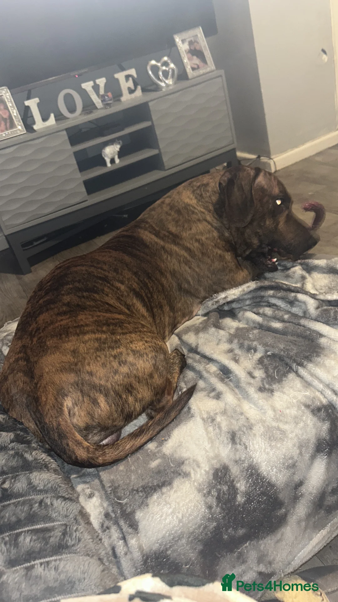 Mixed Breed dogs for sale: Milo 3yrs old staffy dash hound cross to rehome  - Advert 5