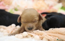 Cavapoo dogs for sale: Health Tested Cavapoo Puppies - Image 12