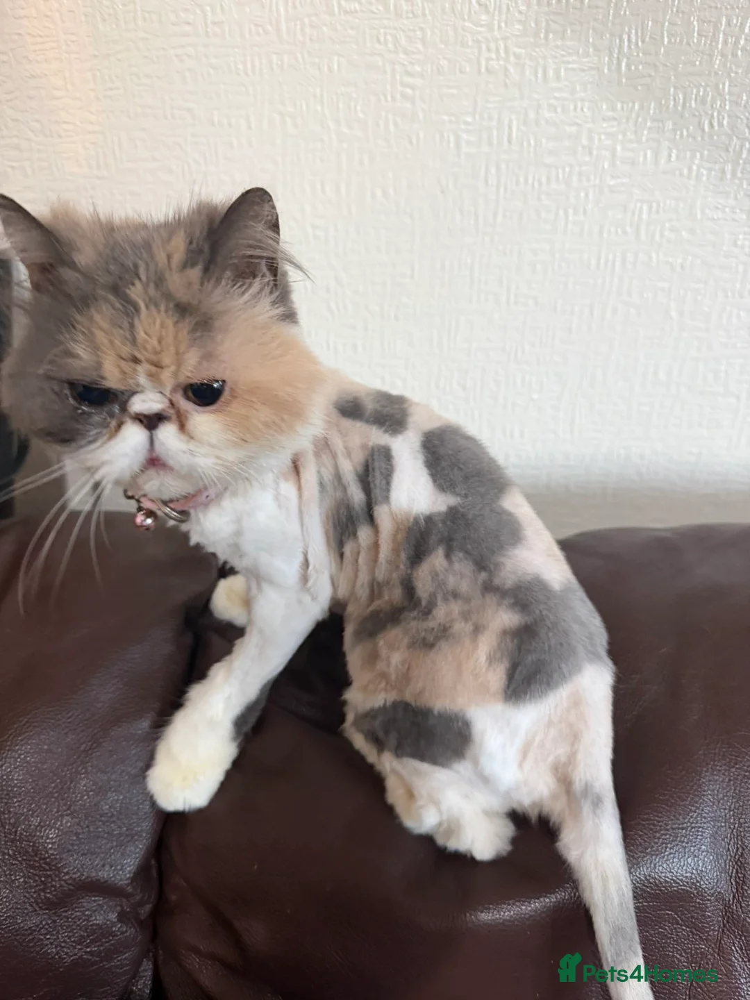 Persian cats for sale: Female Persian cat  - Advert 3