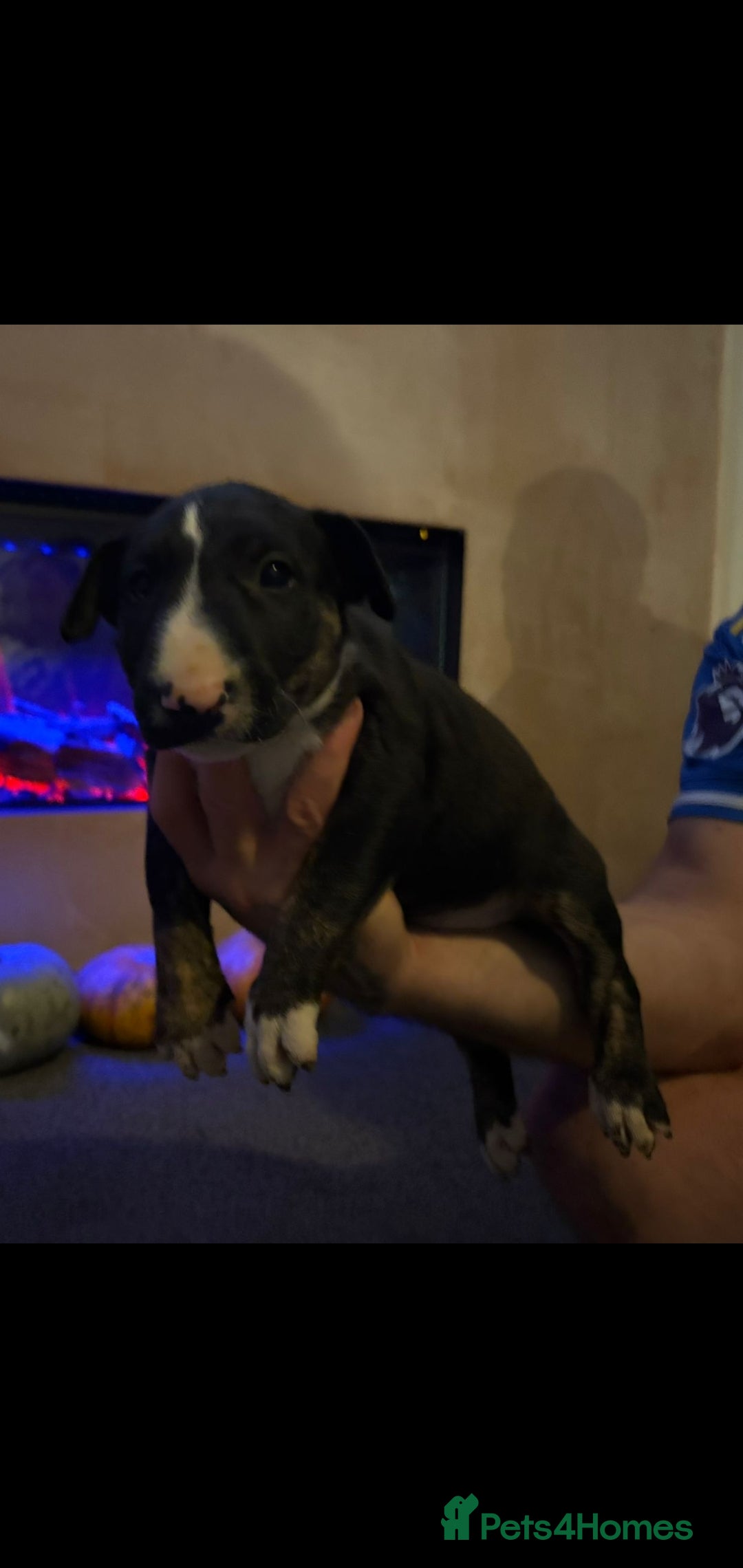 Bull Terrier dogs for sale: 💥 ENGLISH BULL TERRIERS   💥 - Image 8