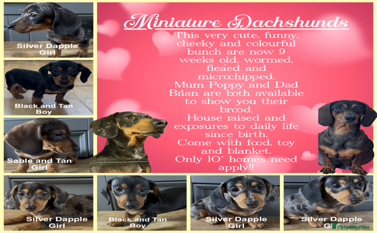 Dachshund dogs - Advert 5