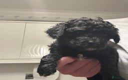 Cavapoo dogs for sale: Toy Cavapoo puppies for sale  - Image 2