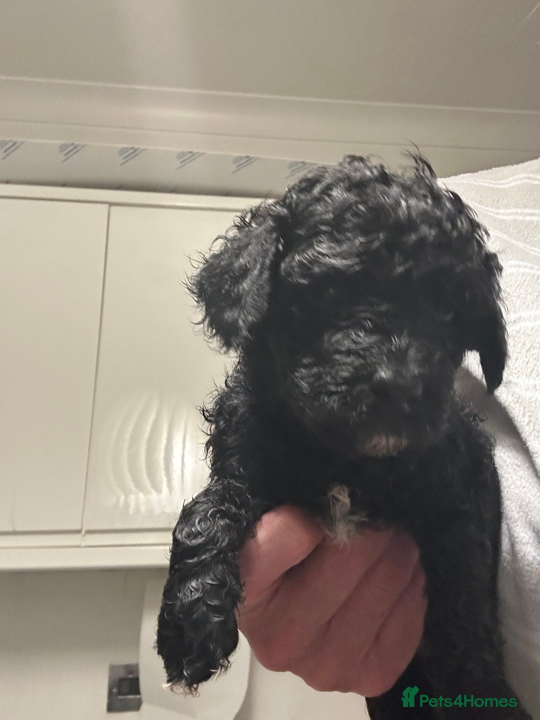 Cavapoo dogs for sale: Toy Cavapoo puppies for sale  - Image 2