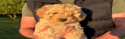 Cavapoo dogs for sale: Last Girl ❤️🐾 Ready to leave! - Advert 1