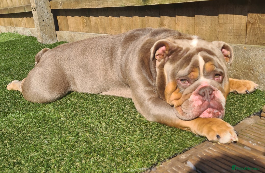 English Bulldog dogs for stud: BURT LILAC TRI STUD KC REGISTERED HEALTH TESTED in Wisbech - Advert 13
