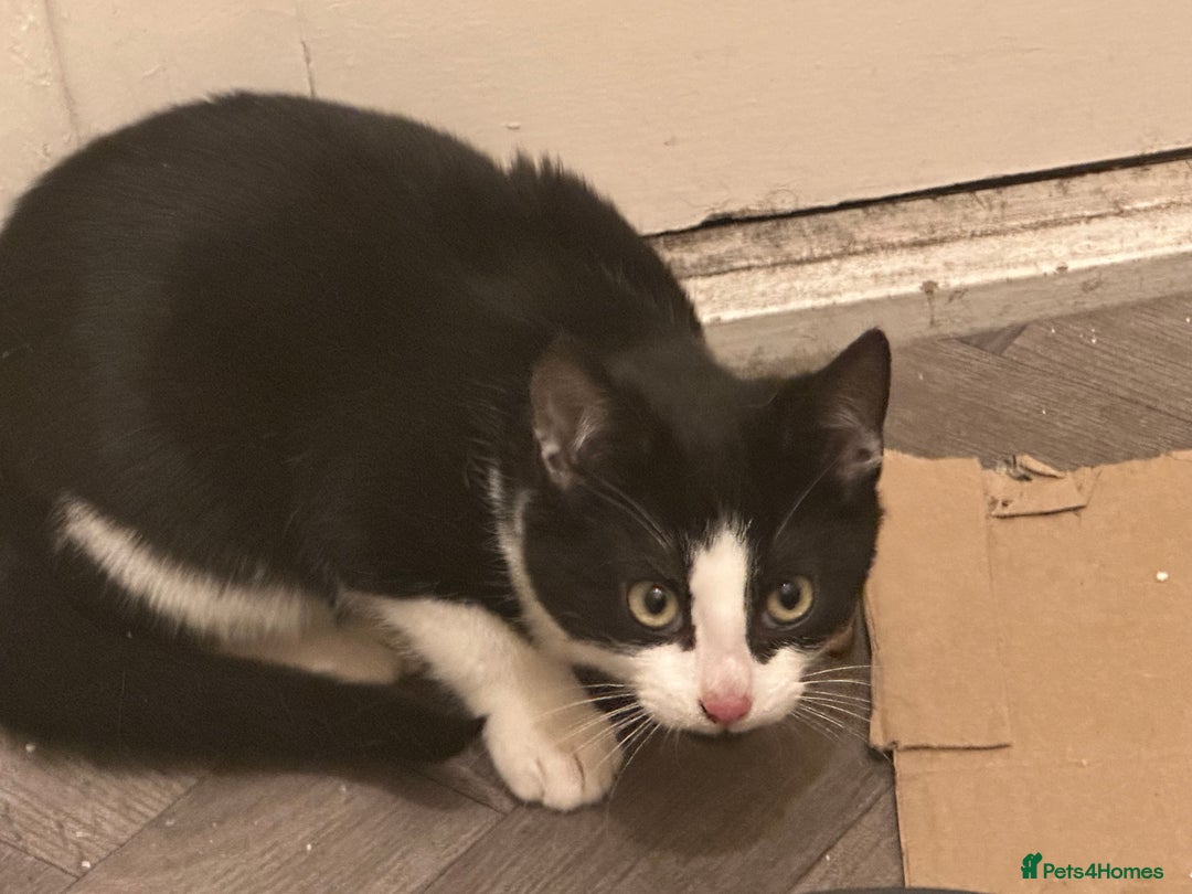 Domestic Shorthair cats for sale: Domestic shorthair kittens - Advert 3