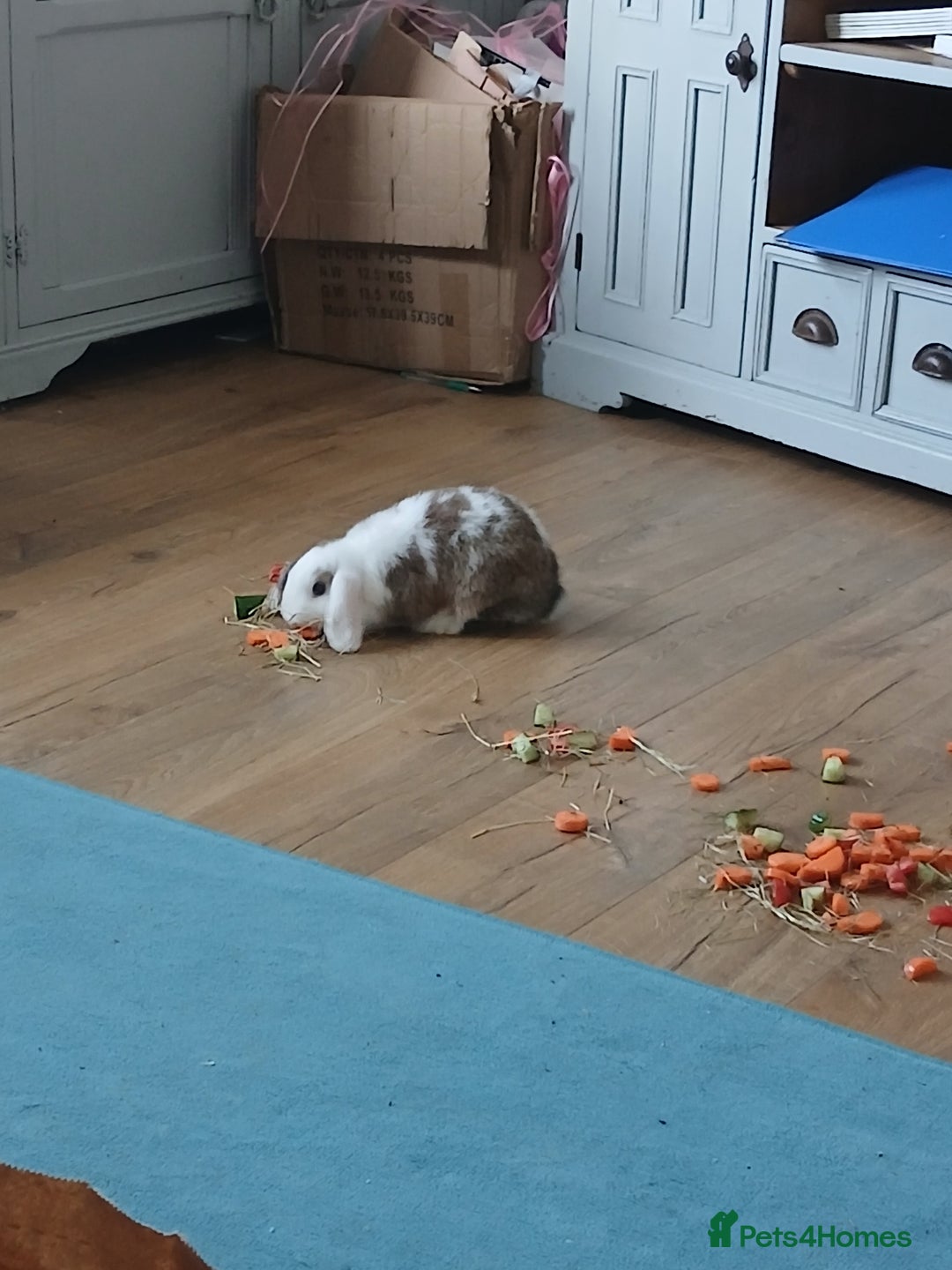 Mini Lop rabbits for sale: Sad Sale Jinx - Image 3