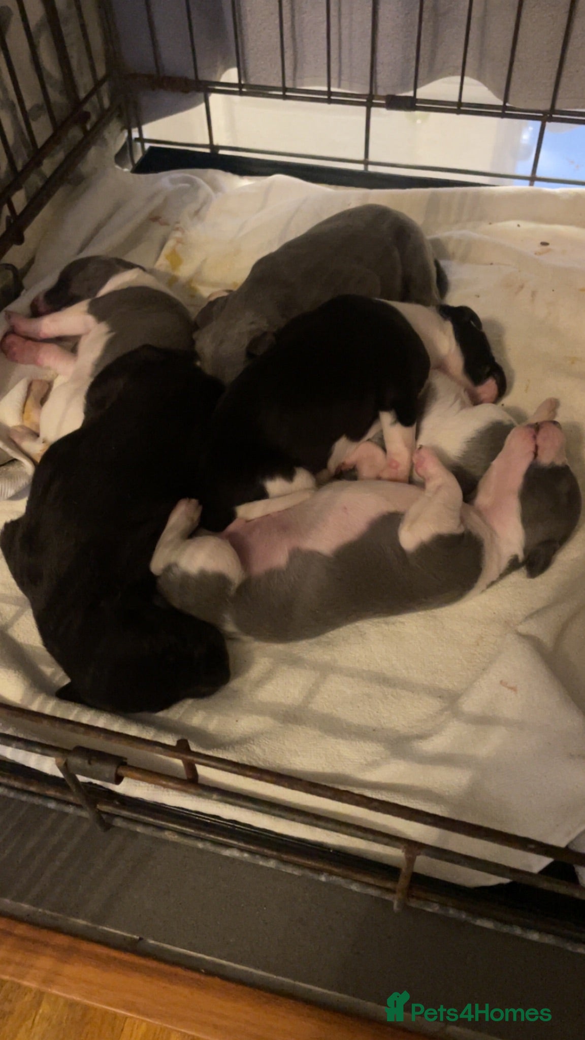 Whippet dogs ⭐️⭐️beautiful whippet pups ⭐️⭐️ - Advert 2