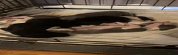 Whippet dogs for sale: ⭐️⭐️beautiful whippet pups ⭐️⭐️ in Pencader - Advert 2