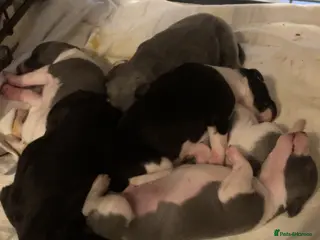 Whippet dogs ⭐️⭐️beautiful whippet pups ⭐️⭐️ - Advert 2