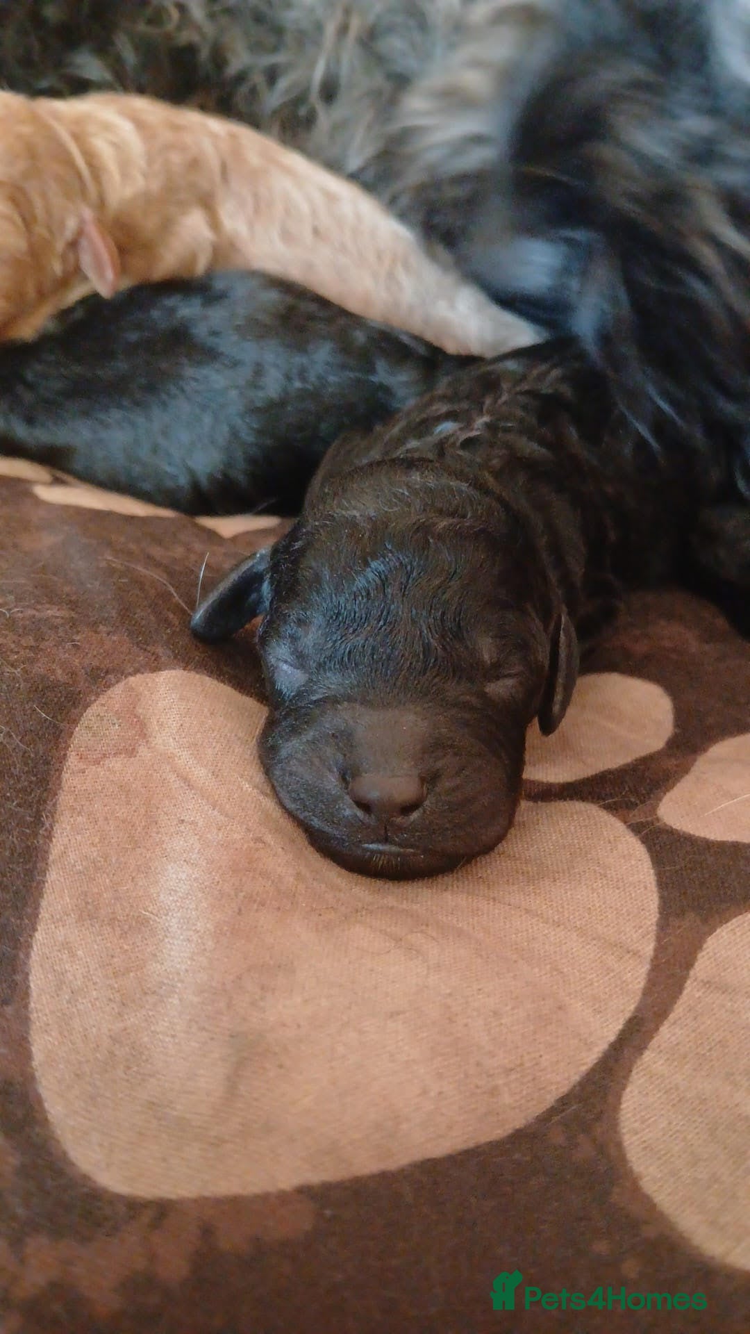 Cockapoo dogs for sale: READY NOW 5* F2B Merle Cockapoos - Image 16