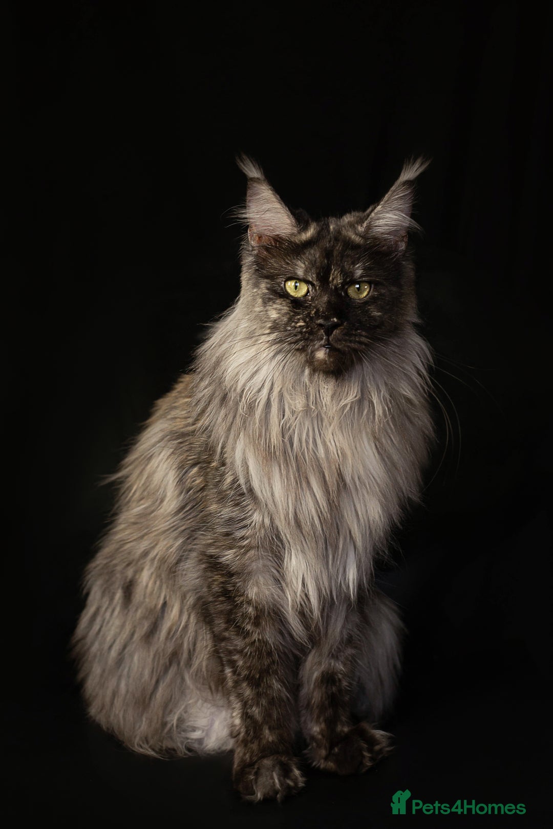 Maine Coon cats for sale: Maine Coon girl - Advert 2