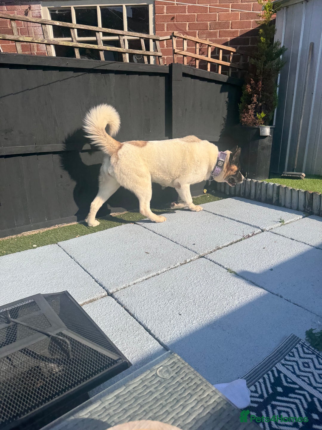 Akita dogs for sale: Akita - Roxy - Image 3