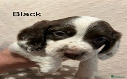 English Springer Spaniel dogs for sale: Outstanding Working Springer Spaniel Puppies  - Image 4