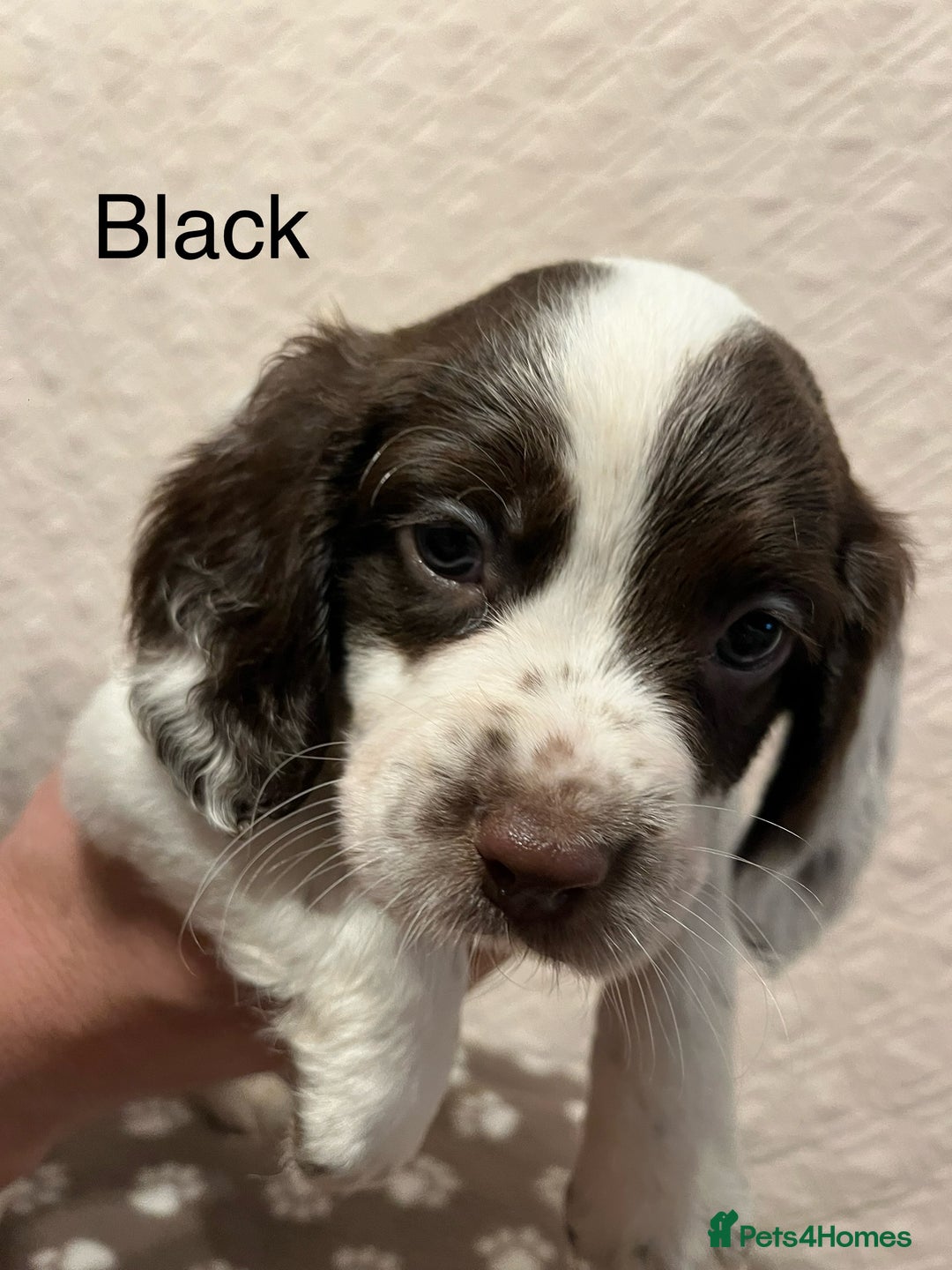 English Springer Spaniel dogs for sale: Outstanding Working Springer Spaniel Puppies  - Image 4