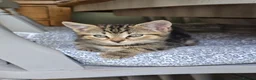 Mixed Breed cats for sale: Kittens available - Advert 3