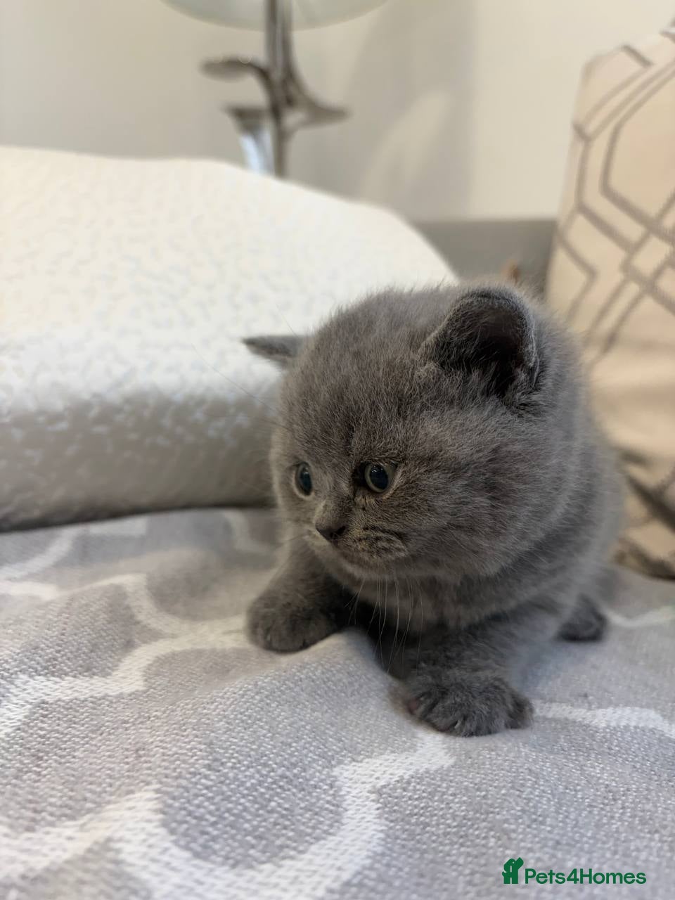 British Shorthair cats for sale: Amazing Cream and Blue British Shorthair Kittens. - Advert 2