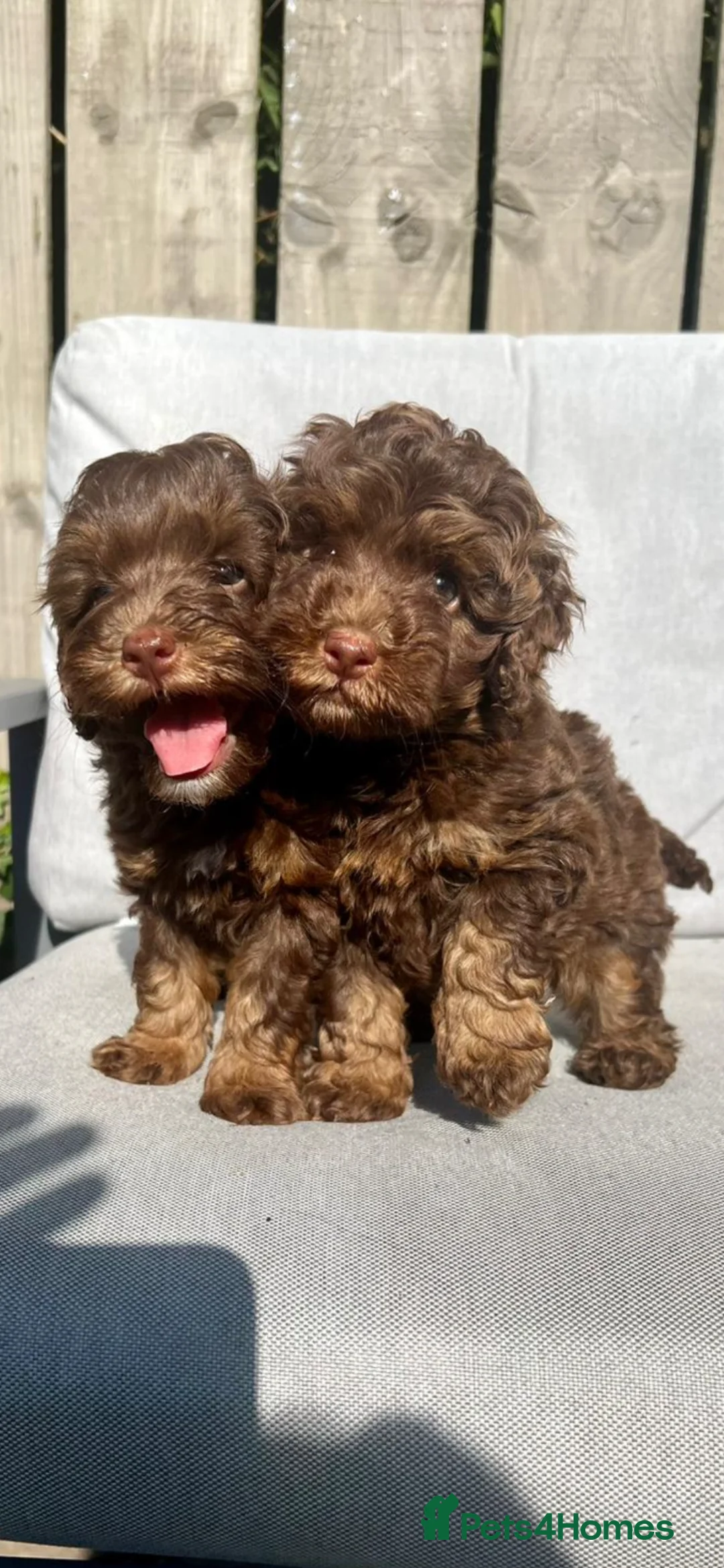 Cockapoo dogs for sale: ** Stunning Healthy F1 Cockapoos ** - Advert 1