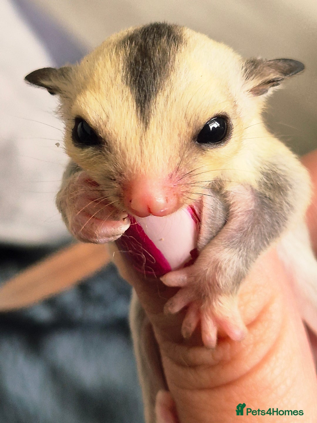 Sugar Glider rodents for sale: 4 baby sugar gliders ready 13th sept  - Image 1