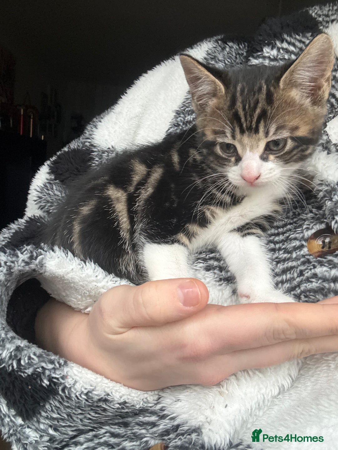 Domestic Shorthair cats for sale: Kittens 2 Male  - Advert 8