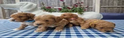 Poochon dogs for sale: Health tested beautiful poochons  - Advert 19