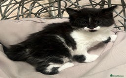 Mixed Breed cats for sale: Maine coon cross ragdoll kittens - Image 11