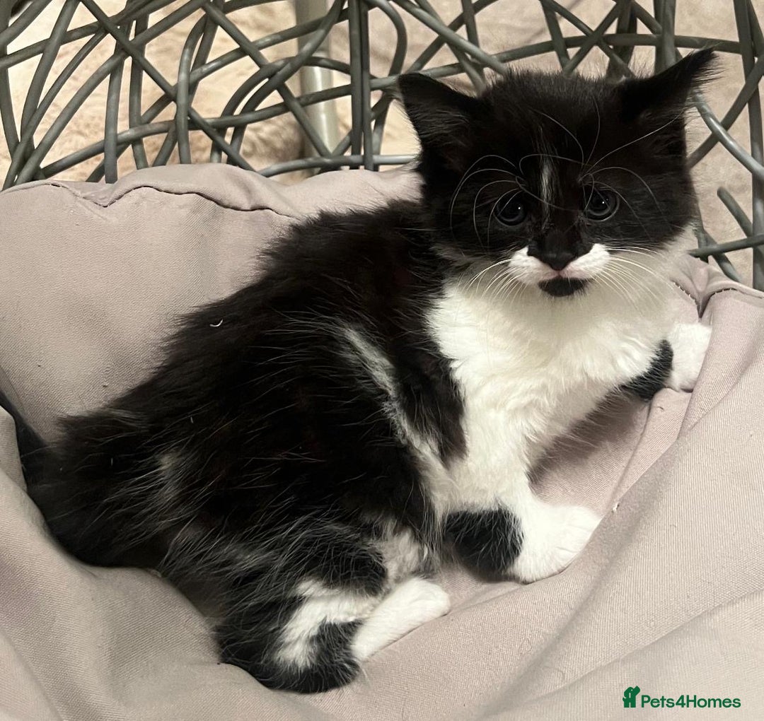 Mixed Breed cats for sale: Maine coon cross ragdoll kittens - Image 11