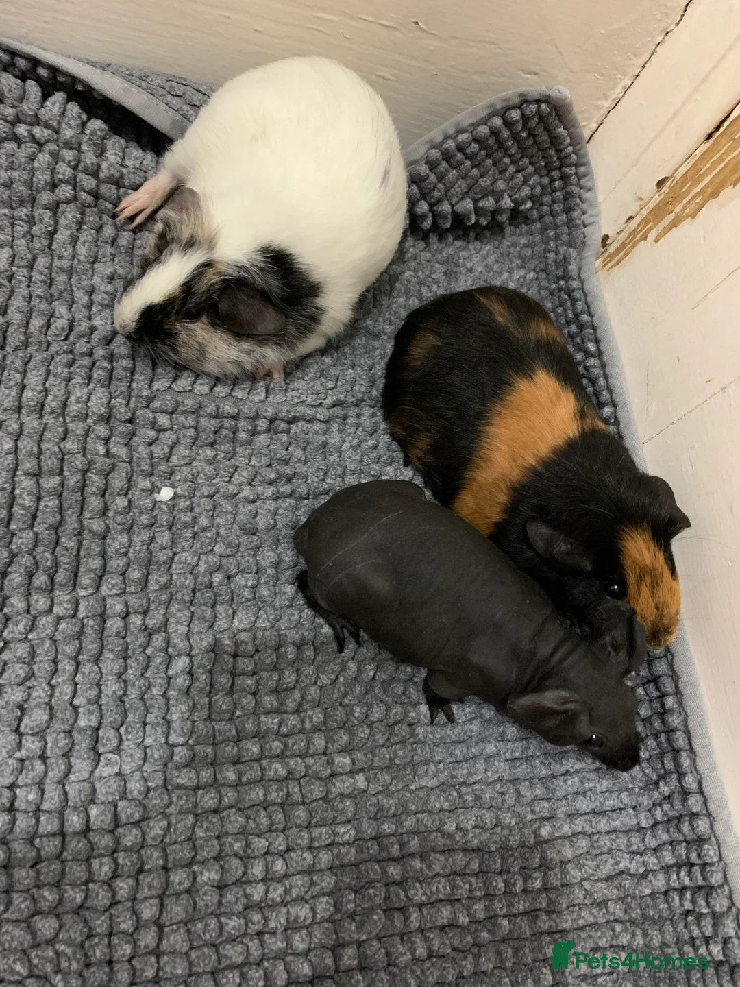 Guinea Pig rodents for sale: Skinny Pigs and Skinny Carriers - Advert 5