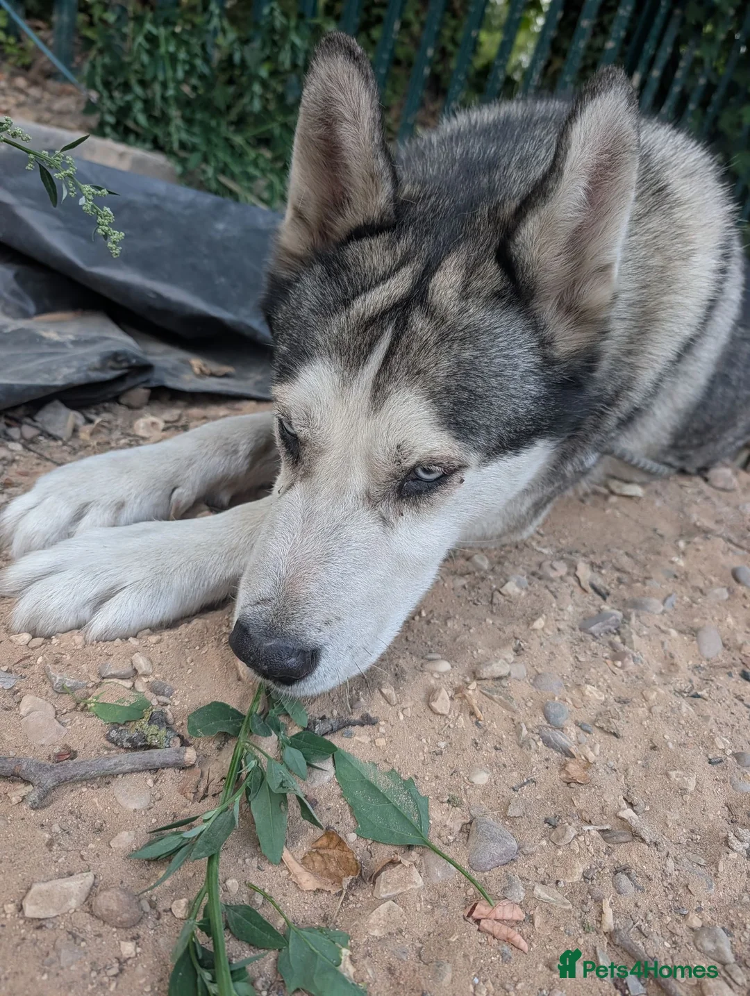 Alaskan Malamute dogs for sale: Diesel for rehoming  - Advert 6