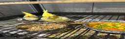 Cockatiels birds for sale: Hand reared cockatiels  - Advert 4