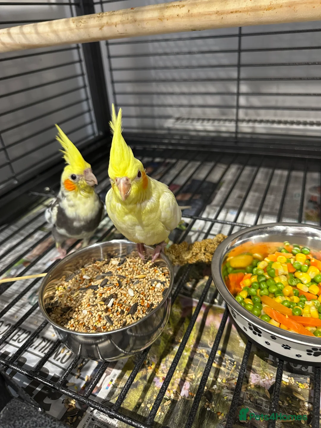 Cockatiels birds for sale: Hand reared cockatiels  - Advert 4