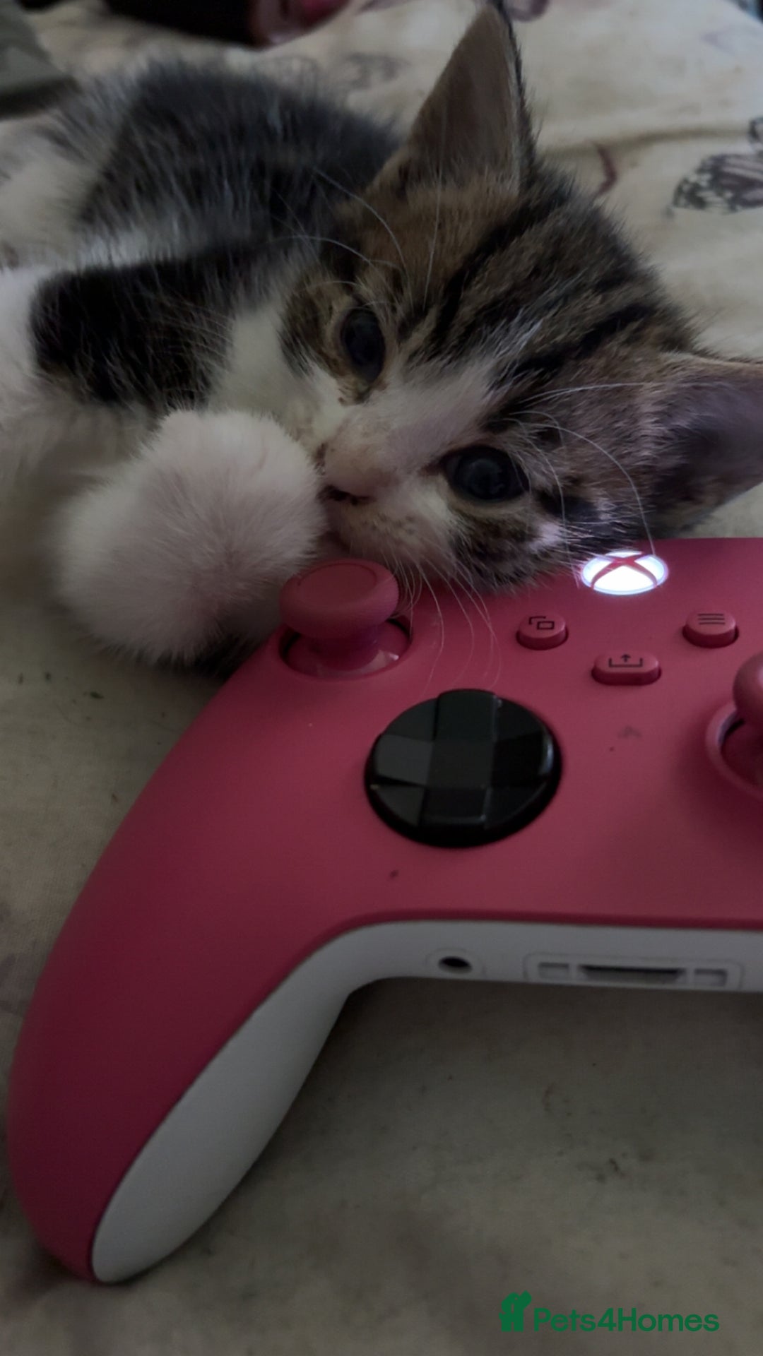 Mixed Breed cats for sale: Five tabby shorthair and longhair kittens - Advert 18