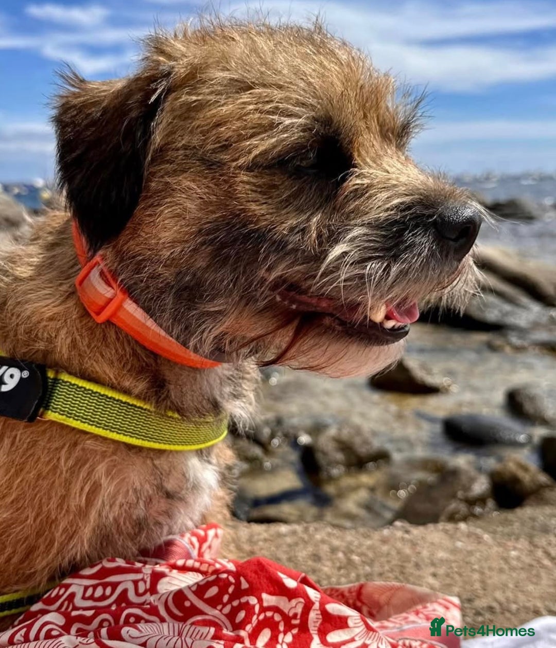 Border Terrier dogs for stud: Border Terrier Stud; Beni. in Glasgow - Image 3