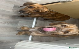 Mixed Breed dogs for sale: Benji and Eevee - Image 6