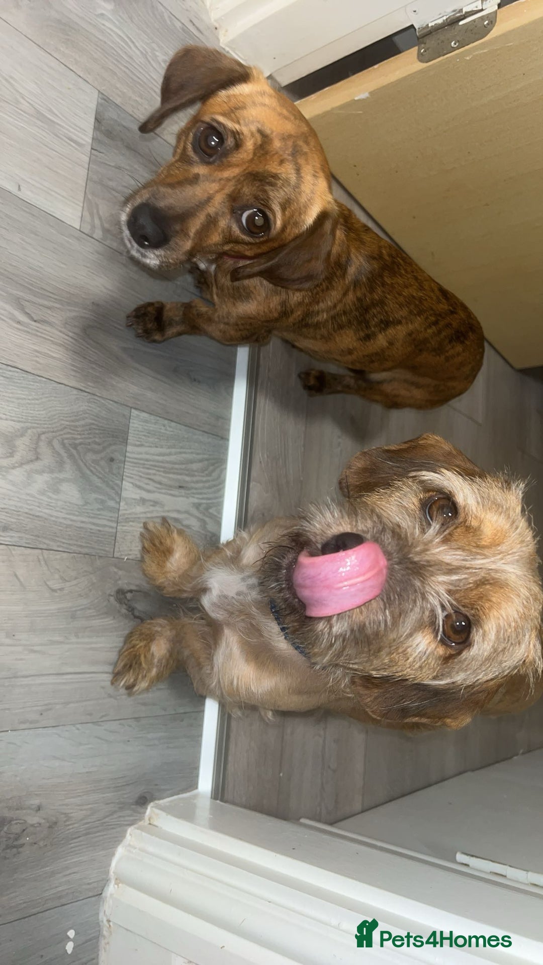 Mixed Breed dogs for sale: Benji and Eevee - Image 6