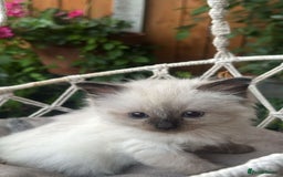 Ragdoll cats for sale: Female Ragdoll Kitten - Image 2