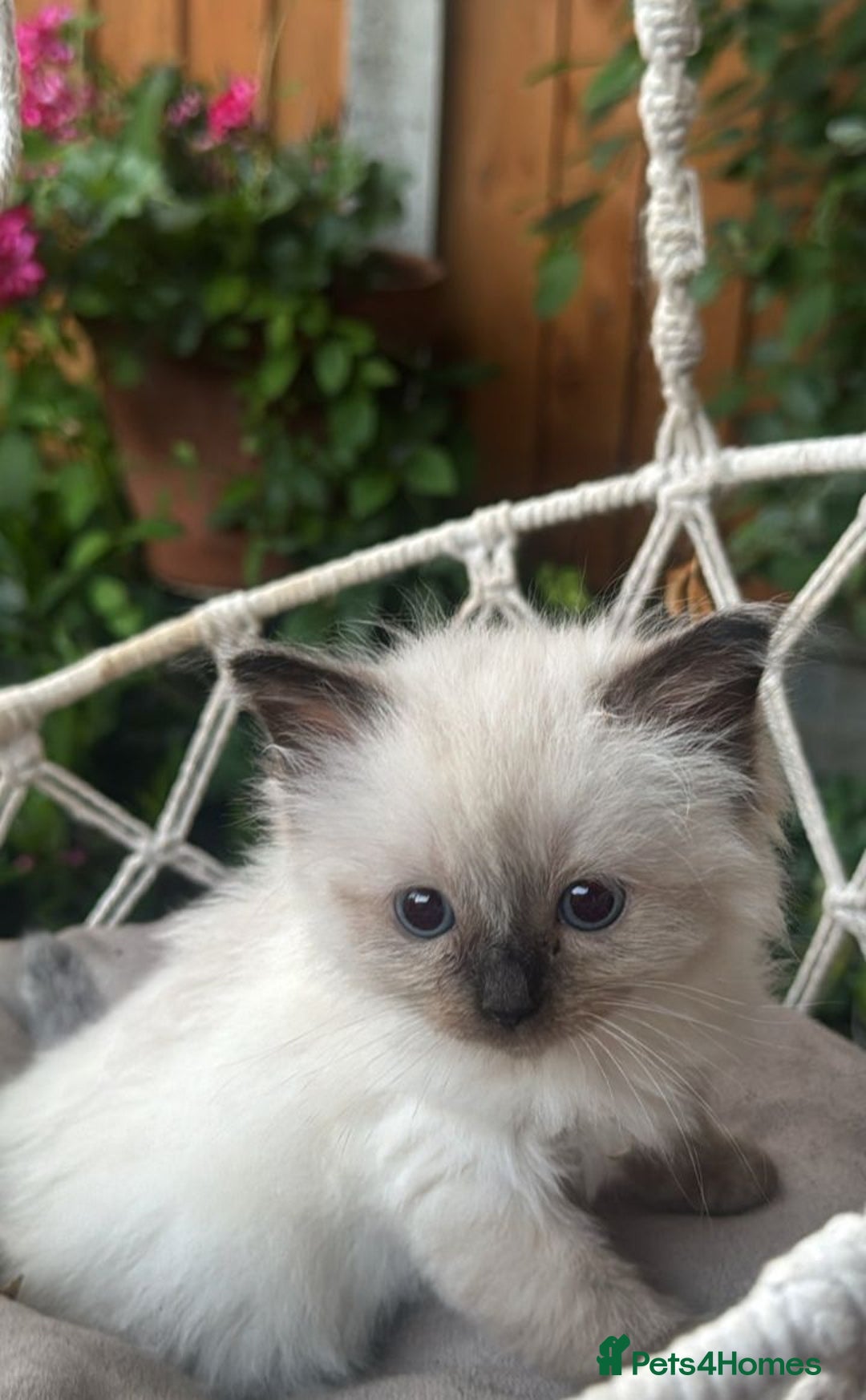 Ragdoll cats for sale: Female Ragdoll Kitten - Image 2