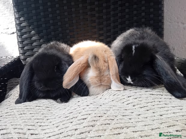 Mixed Breed rabbits for sale - Advert 5