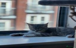 Domestic Shorthair cats for sale: Lovely Grey & White Kitten – Friendly & Playful - Image 6