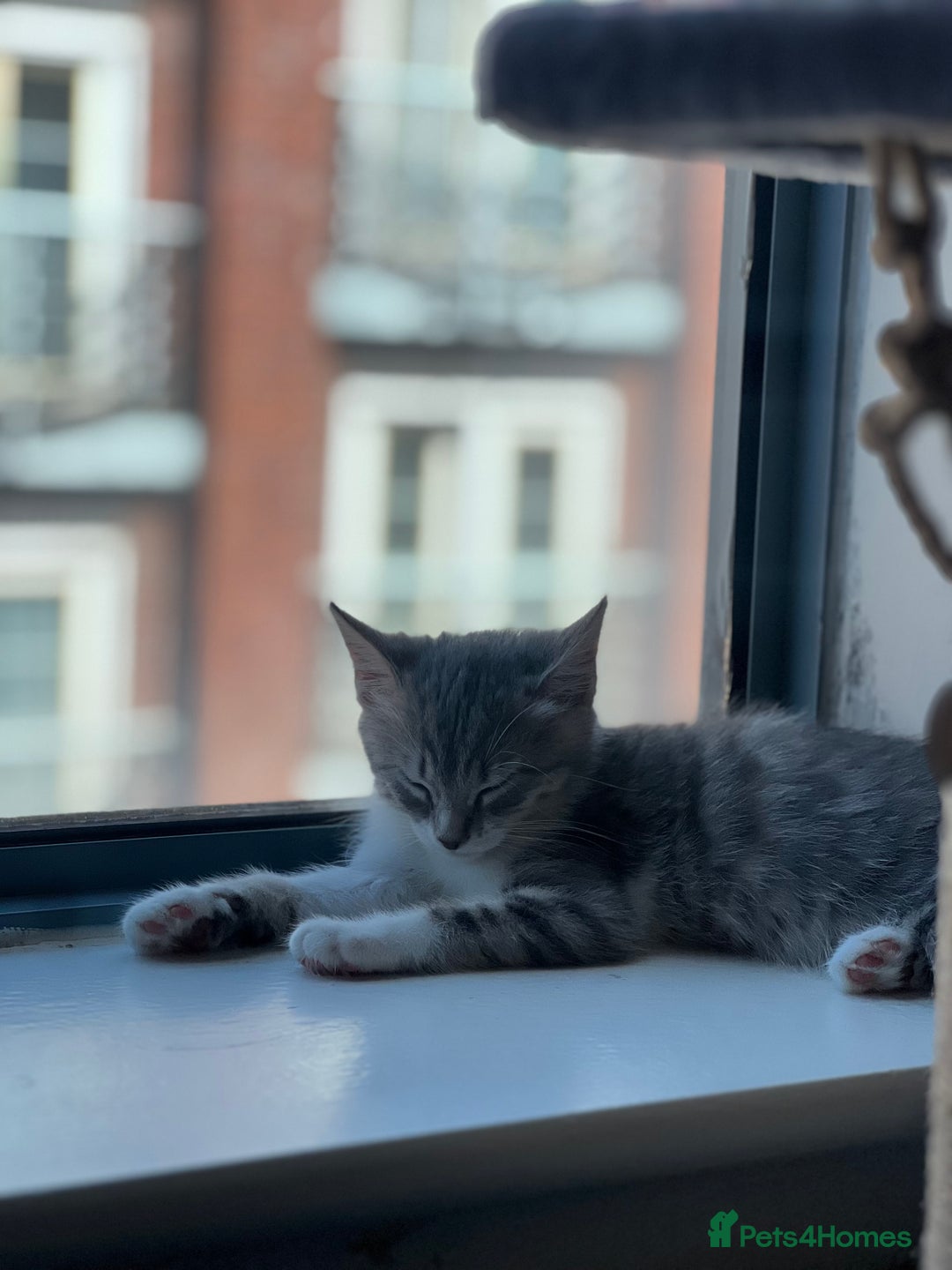 Domestic Shorthair cats for sale: Lovely Grey & White Kitten – Friendly & Playful - Image 6