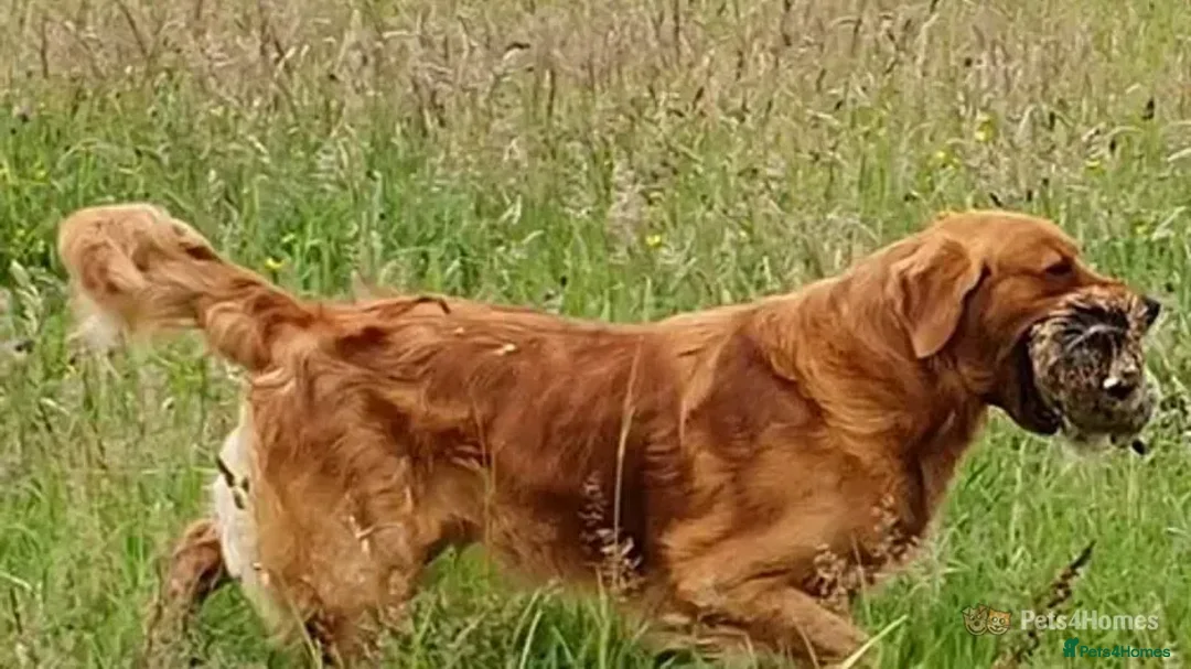 Golden Retriever dogs for sale: Golden retriever puppies in Seaham - Advert 16