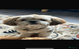 Shih Tzu dogs for sale: 2 female Shih tzu - Image 6