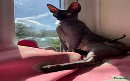 Sphynx cats for sale: 3 beautiful GIRlS available ❤️  - Image 12
