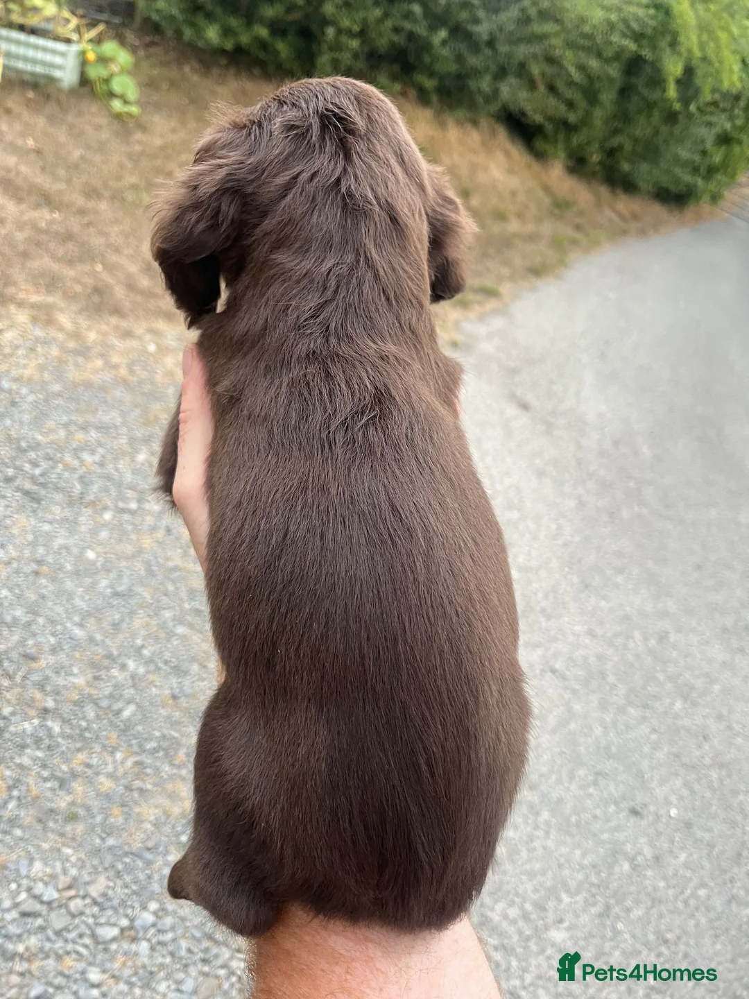Cocker Spaniel dogs for sale: KC reg Working Cocker Spaniels - Advert 13