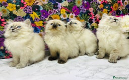 Ragdoll cats for sale: Beautiful Ragdoll Kittens  - Image 3