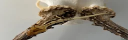 Gecko reptiles for sale: Baby Lilly white & harlequin crested geckos  - Advert 9
