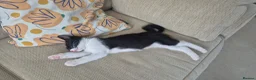 Mixed Breed cats for sale: Beautiful black and white male kitten - Advert 1